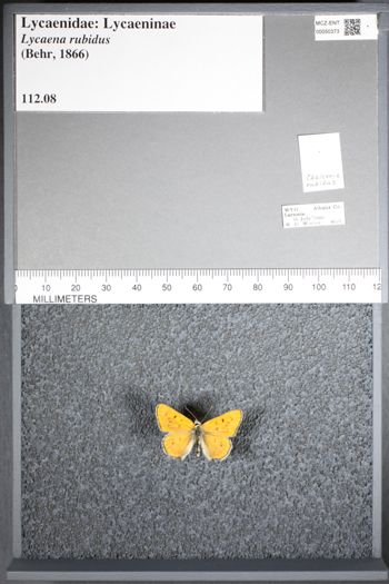 Media type: image;   Entomology 50373